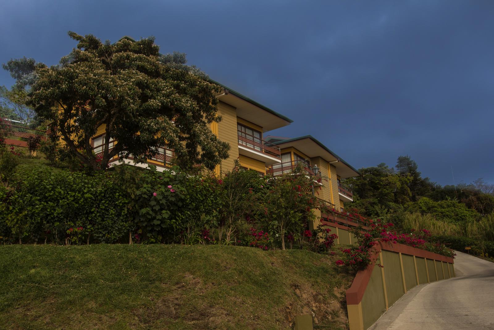 Ficus -