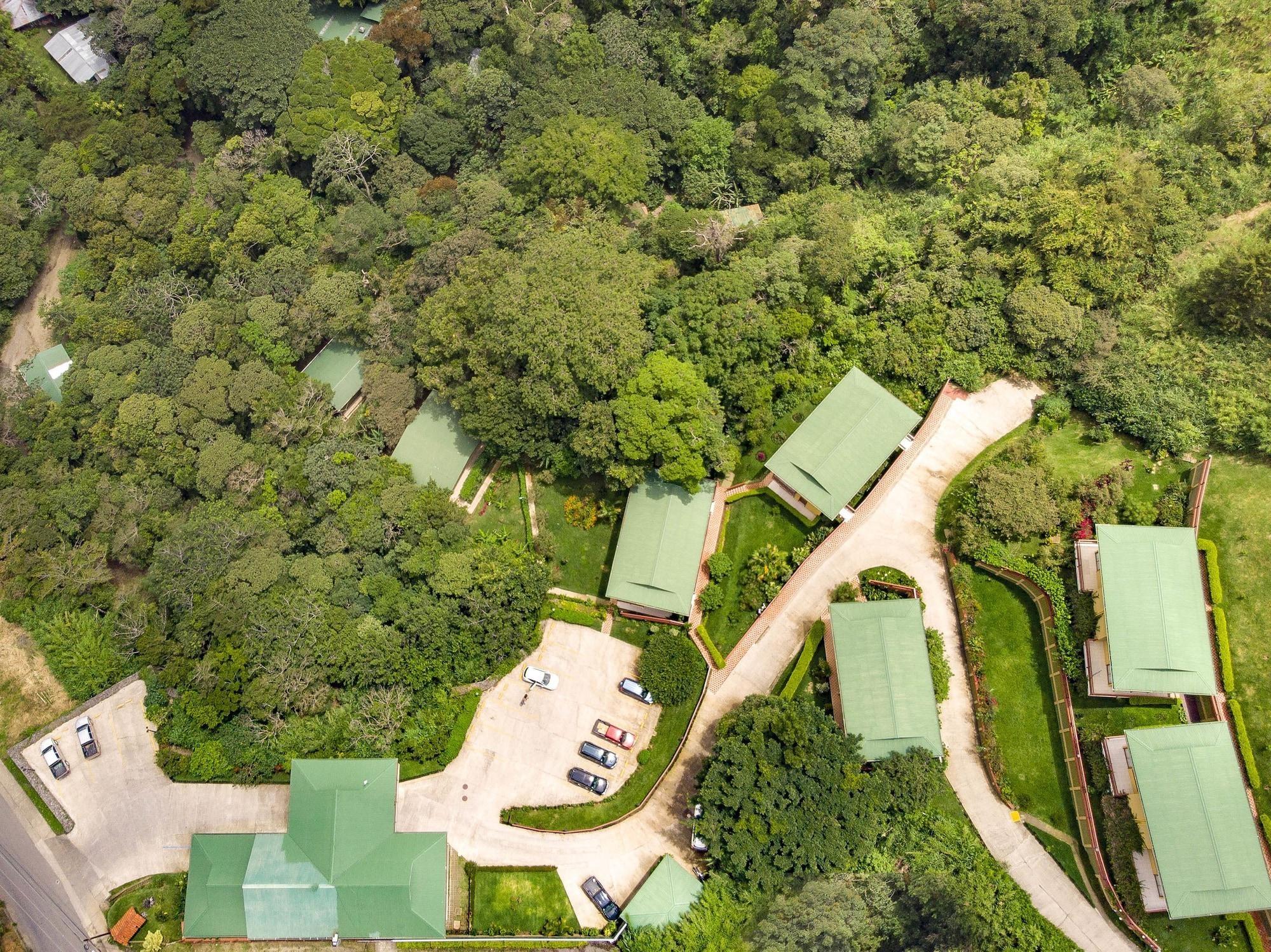 Ficus - Monteverde