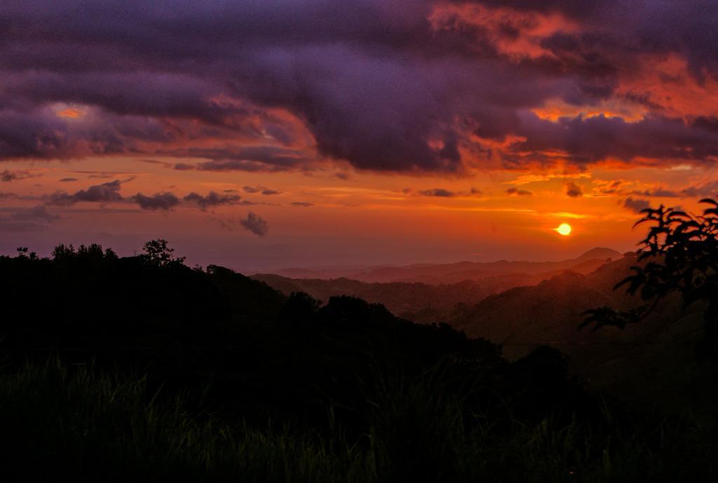 Ficus - Monteverde